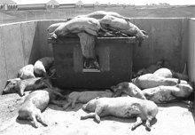 Фото новости