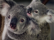 Фото новости